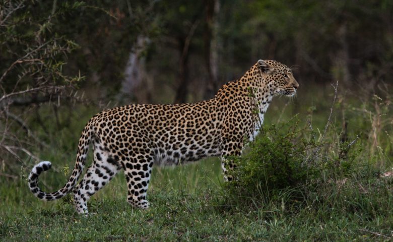 IMG_6370-2-6