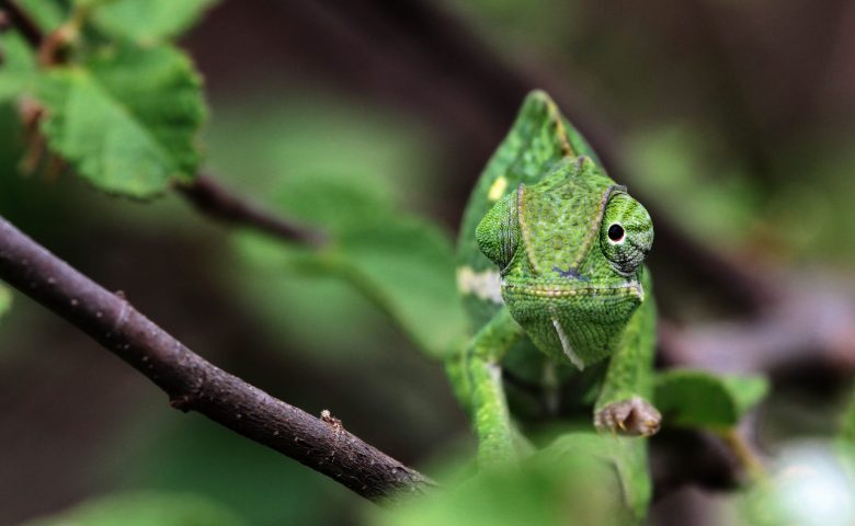 IMG_7285_1-2-3